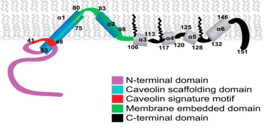 CAV3 Membrane Protein Introduction