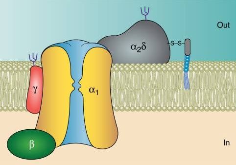  Subunit composition of voltage-gated Ca2+ channels. CBARP is located between α subunit and β subunit.