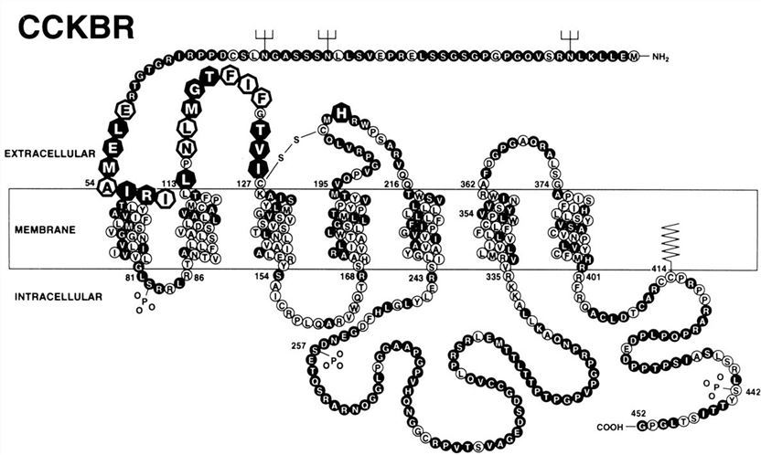 CCKBR Membrane Protein Introduction