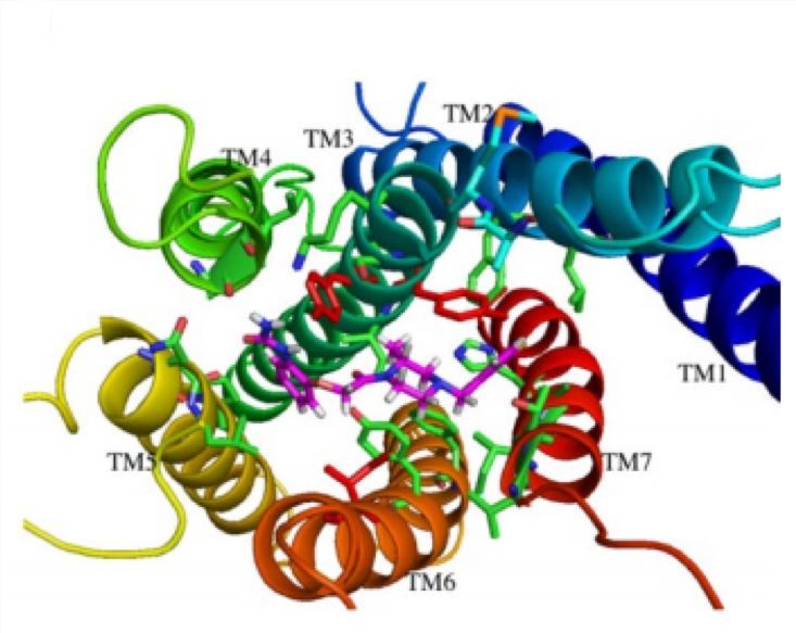 CCR 1 Membrane Protein Introduction