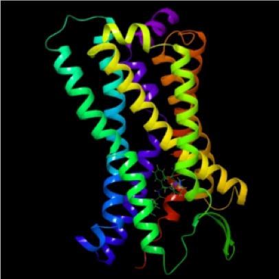 CCR 3 Membrane Protein Introduction