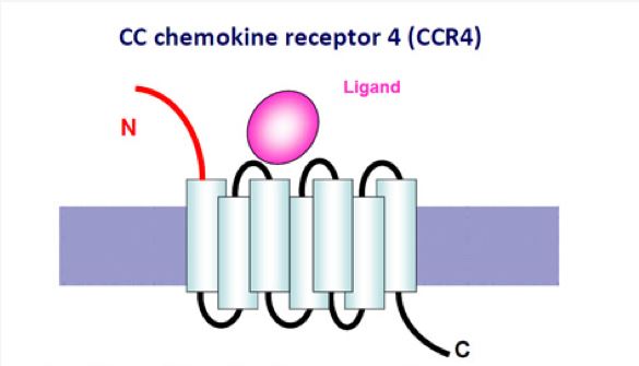 CCR 4 Membrane Protein Introduction