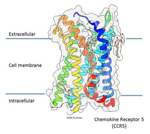 CCR 5 Membrane Protein Introduction
