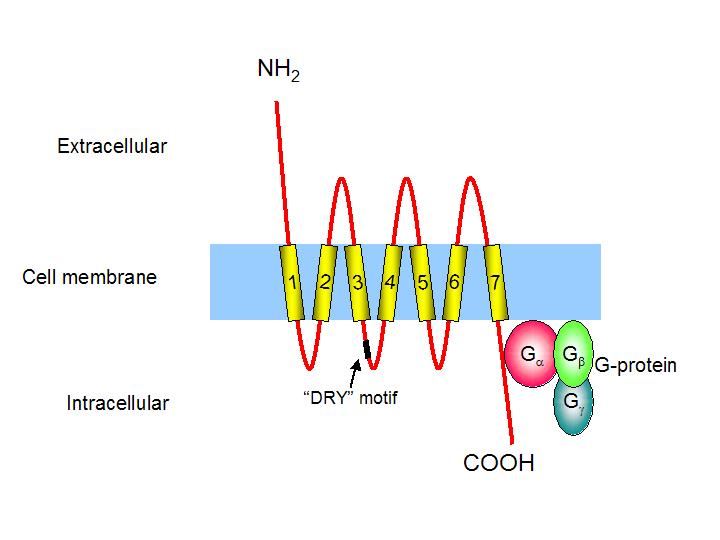 CCR 7 Membrane Protein Introduction