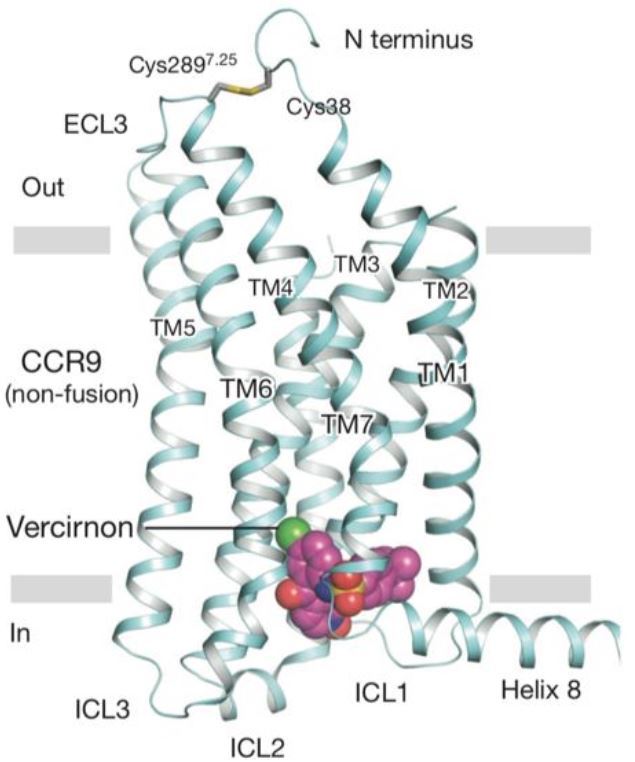 CCR 9 Membrane Protein Introduction