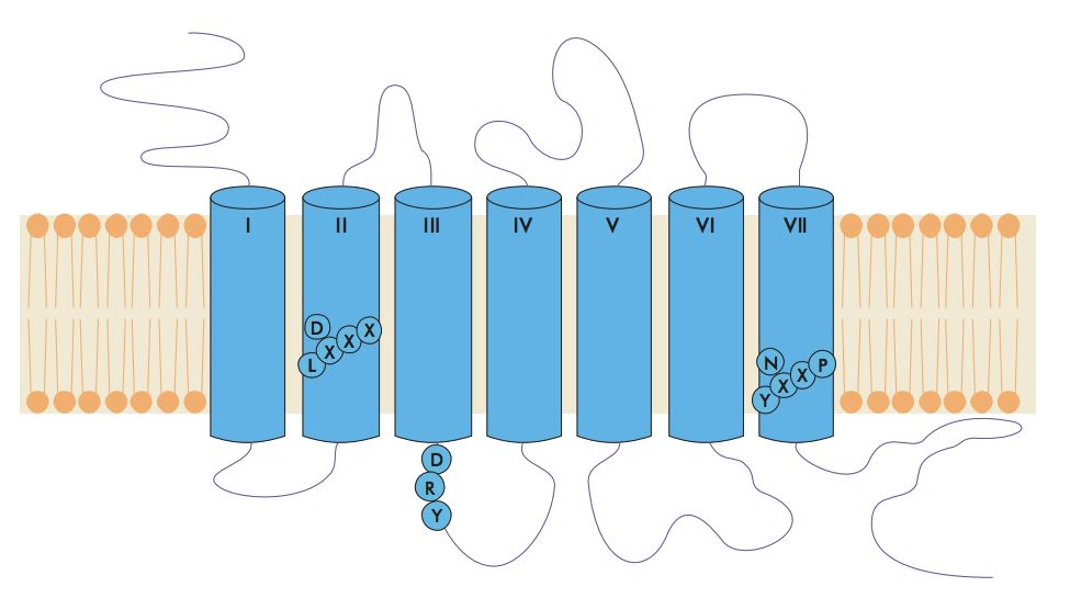 CCR L2 Membrane Protein Introduction