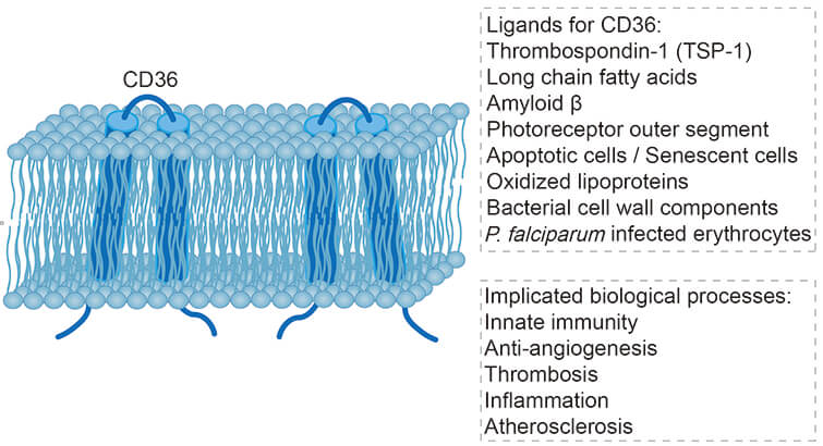 CD36