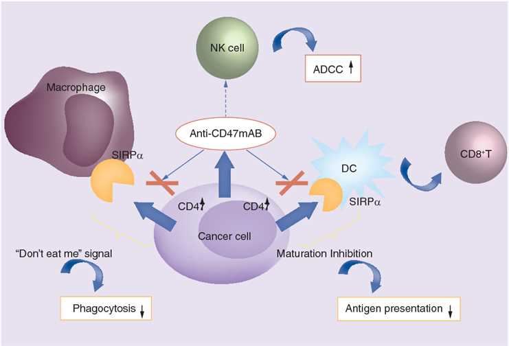 An example of the mechanism of anti-CD47 antibodies in cancer therapy.