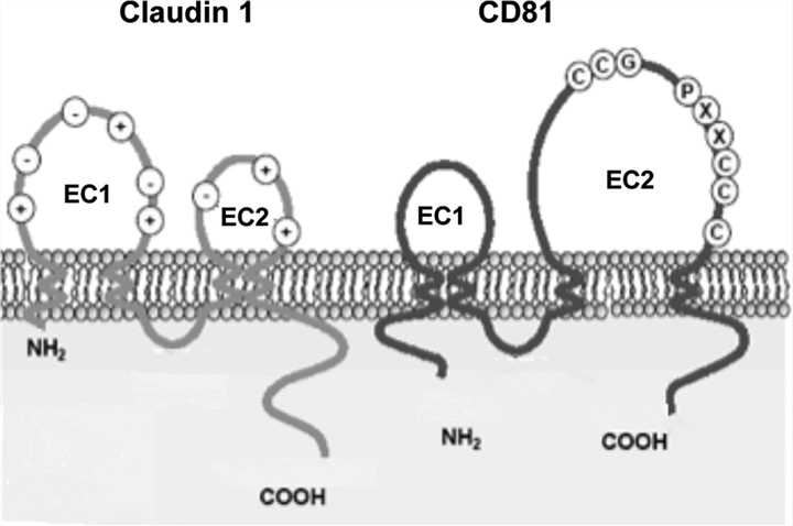 CD81 Membrane Protein Introduction