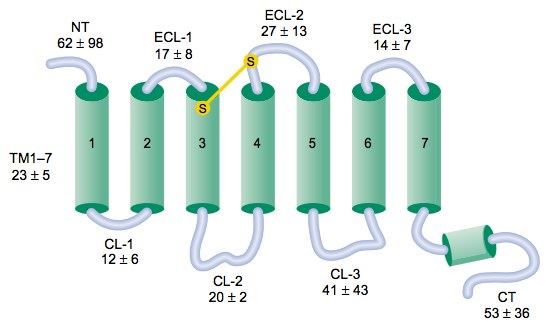 CD97 Membrane Protein Introduction