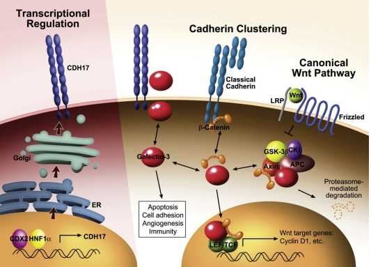 CDH17 Membrane Protein Introduction