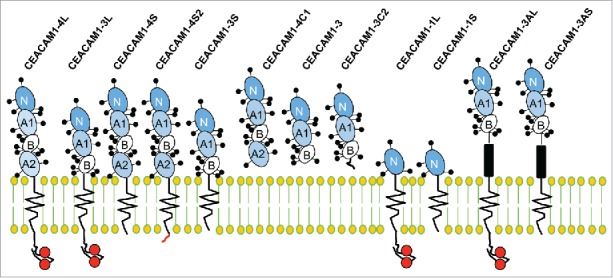  Human CEACAM1 isotype.