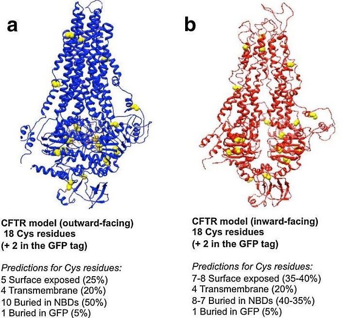 Homology models for CFTR.