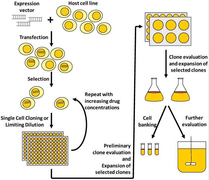 Illustration of a typical process to develop a mammalian cell line for recombinant protein manufacturing.