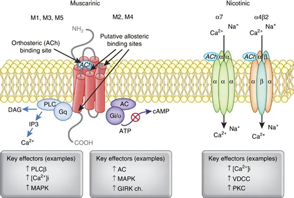The structure and signaling pathways of muscarinic and nicotinic acetylcholine receptors. 