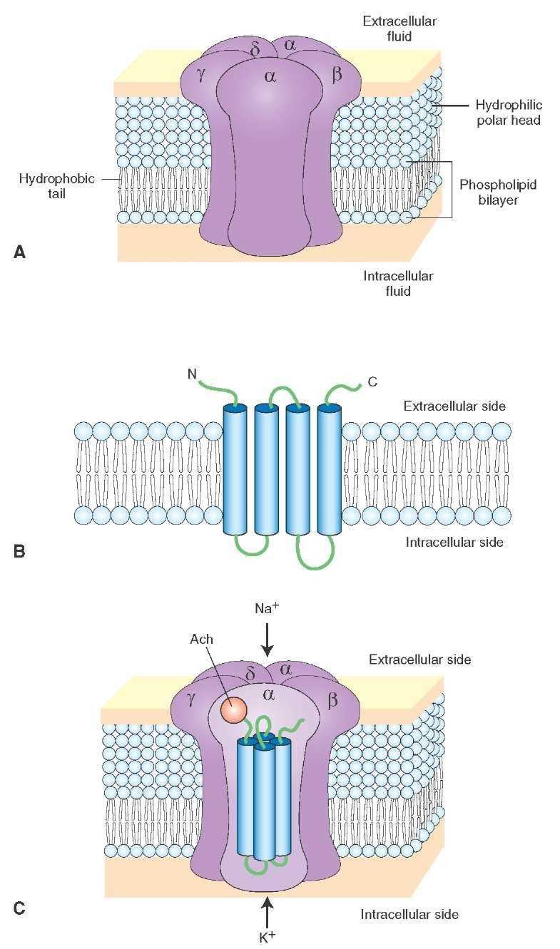 CHRNA1 Membrane Protein Introduction