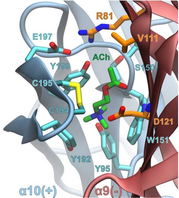 CHRNA10 Membrane Protein Introduction