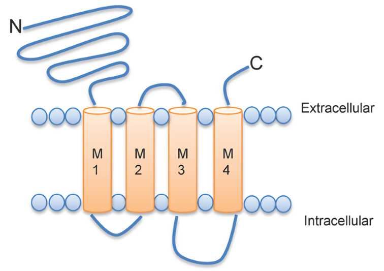 CHRNA2 Membrane Protein Introduction
