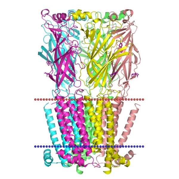 CHRNB1 Membrane Protein Introduction