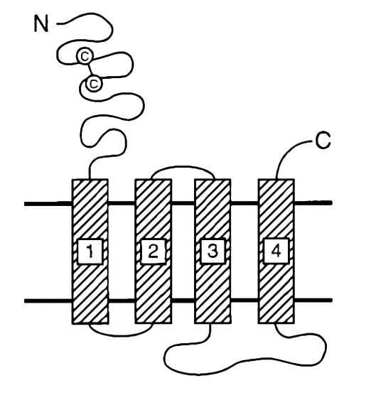 CHRND Membrane Protein Introduction