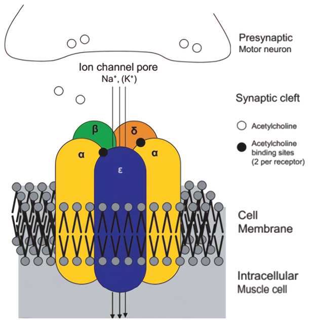 CHRNE Membrane Protein Introduction