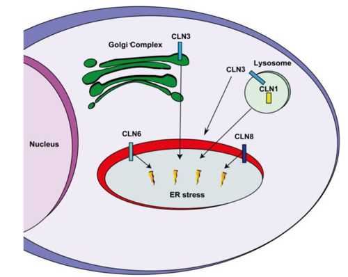 CLN3 Membrane Protein Introduction