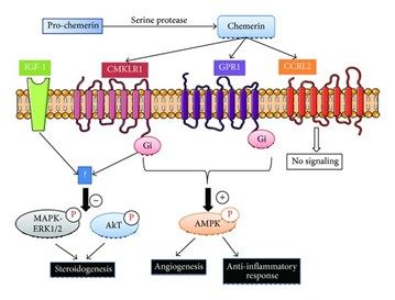 CMKLR1 Membrane Protein Introduction