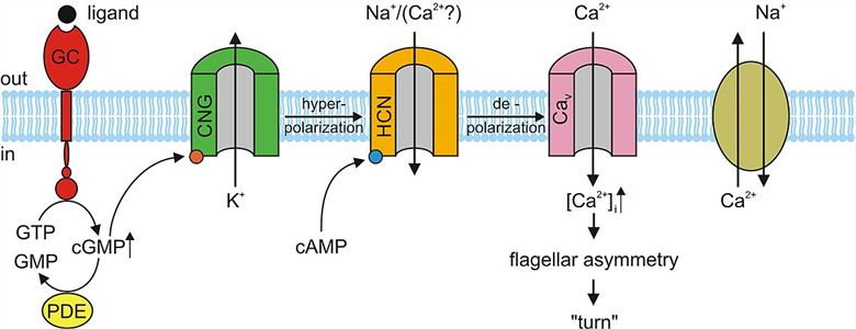 An example of the role of cyclic nucleotide-gated ion channels in sea urchin sperm chemotaxis.