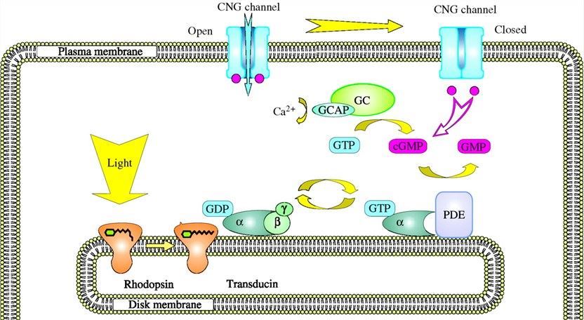 The phototransduction cascade.