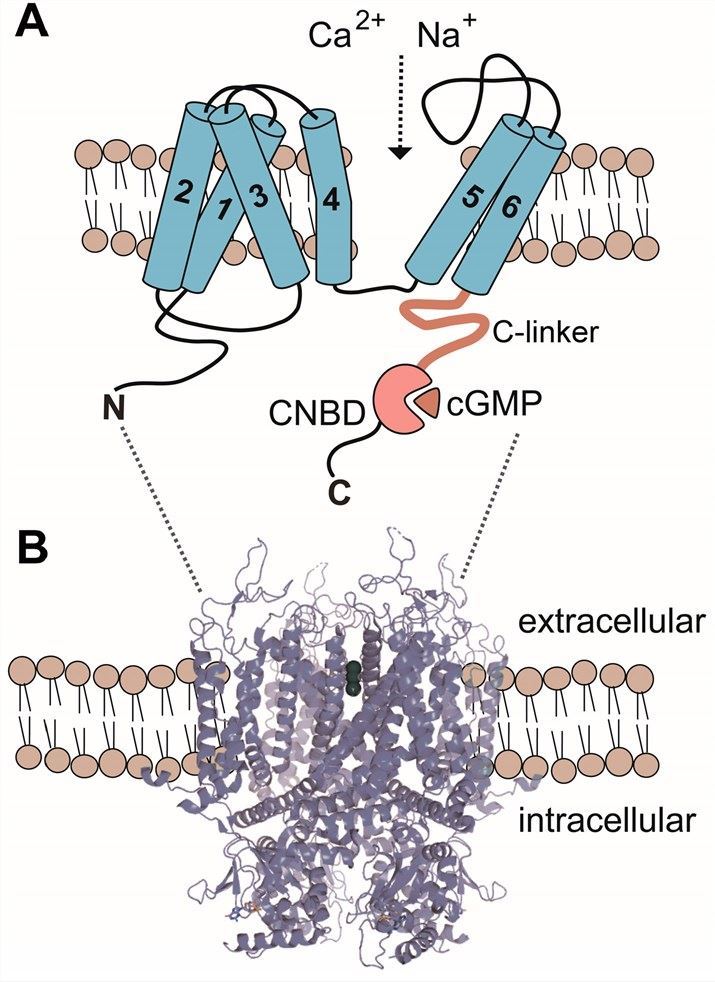 Membrane topology of CNGA4 channel subunits.