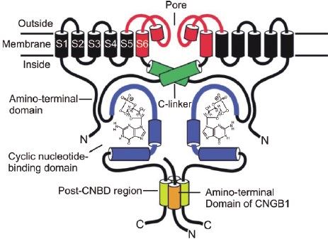 A simplified schematic diagram of the structure of CNGB1 channels