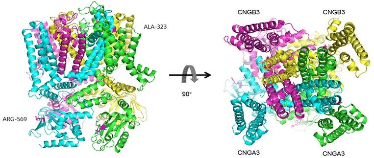 Predicted crystal structures of CNGB3 protein 