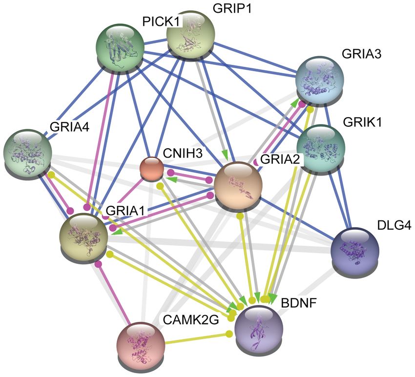 Protein network of human CNIH3.