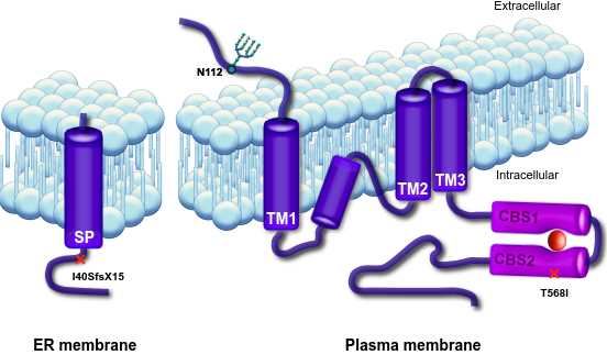 CNNM23 Membrane Protein Introduction