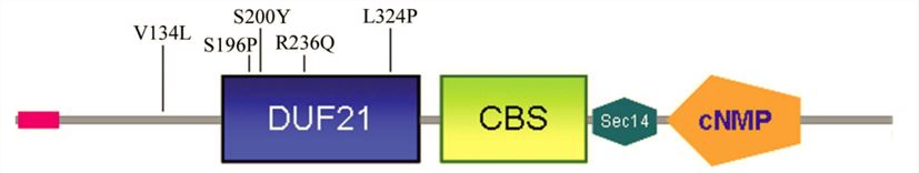 CNNM4 Membrane Protein Introduction