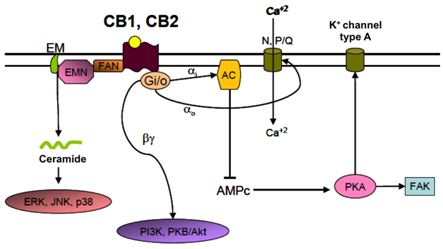 Main signaling pathways activated by cannabinoid receptors.