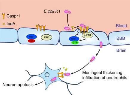 CNTNAP1 Membrane Protein Introduction