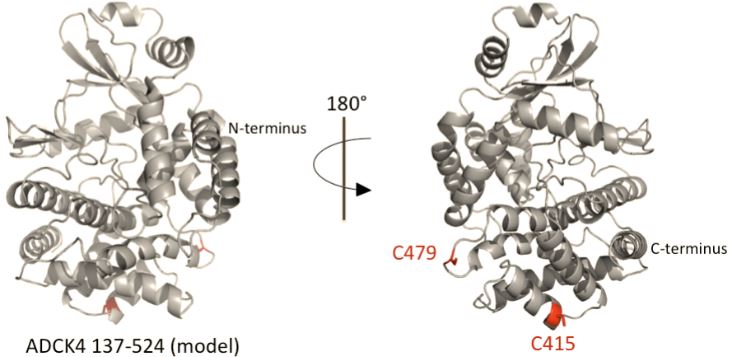  A model of COQ8B 137-524