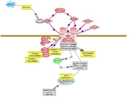 Corticotropin-releasing hormone signaling pathway.