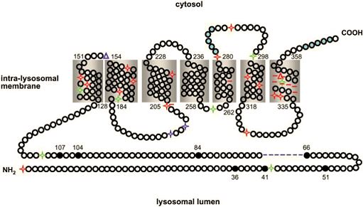  Position of each class of transport-altering mutations on the topological model of cystinosin 