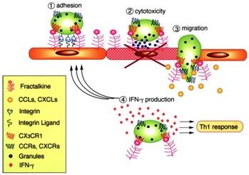 CX3CR1 Membrane Protein Introduction Introduction of CX3CR1