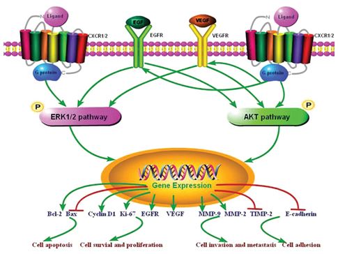 CXCR1/2 receptor/ligand signaling pathways in gastric carcinoma.