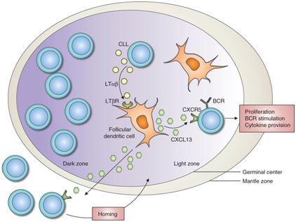 Reciprocal cross-talk between CLL cells and FDCs in the germinal center. 