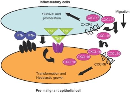 CXCL16 and CXCR6 establish positive feedback loops contributing to the progression of inflammation-associated cancers.