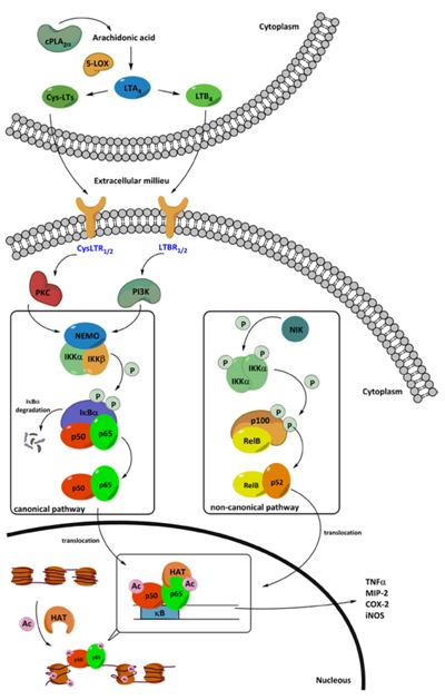The roles of leukotrienes and acetylation in the expression of pro-inflammatory mediators through the NF-κB pathway.