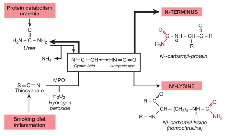 Protein carbamylation refers to the posttranslational modification of proteins or amino acids via adduction with isocyanic acid, on either the N-terminus of proteins or free amino acids (Nα-carbamylation) or the Nε-amino group of protein lysine residues forming carbamyllysine (homocitrulline). Isocyanic acid is formed through either spontaneous decomposition of urea or myeloperoxidase (MPO)-catalyzed oxidation of thiocyanate at sites of inflammation, including atherosclerotic plaques.