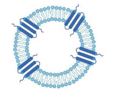 MemDX™ Cell-Free Membrane Protein Expressions into Liposomes (Creative Biolabs Original)