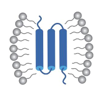 MemDX™ Cell-Free Membrane Protein Expression into Micelles (Creative Biolabs Original)