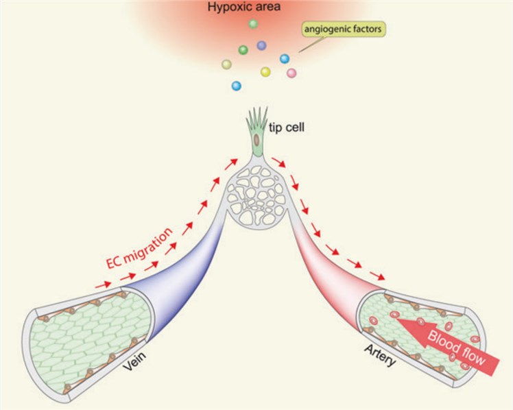 Fig.1 Endothelial migration during angiogenesis. (Lee, Jae & Michael, 2022)