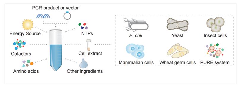 Cell-free expression system. (Creative Biolabs)